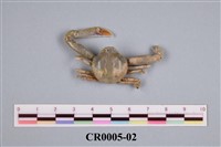 藏品(錢蟹)的圖片